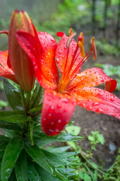 Jardin Fleurs Lis Rouge Mouillé Pluie Été — Photo