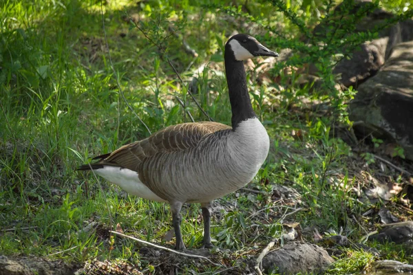 Oie Canadienne Sauvage Debout Sur Rive Lac Été — Photo