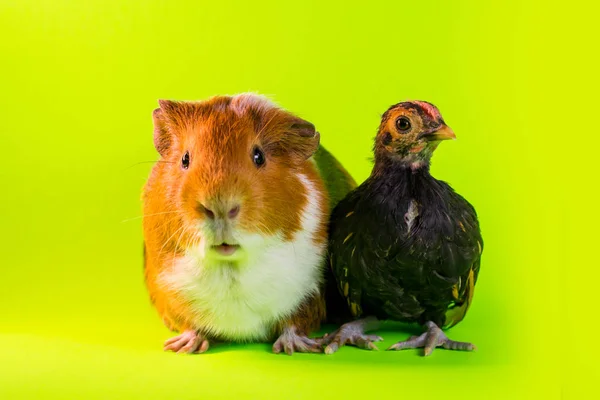 interspecies Friendship between pet Guinea Pig and Chicken