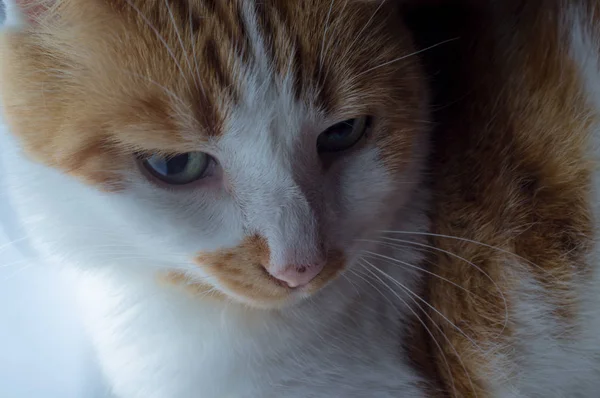 Pet Fat Імбир Таббі Кіт Зеленими Очима Відпочиває — стокове фото