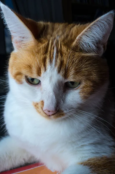 Yeşil Gözlü Dinlenme Evde Beslenen Hayvan Şişman Zencefil Tekir Kedi — Stok fotoğraf