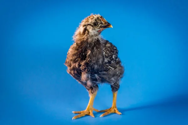 Sicilien Buttercup Poulet Portrait Ferme Poule Fond — Photo