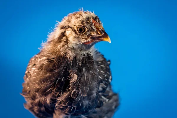シチリアバターカップ鶏の肖像画の農場当時の背景 — ストック写真