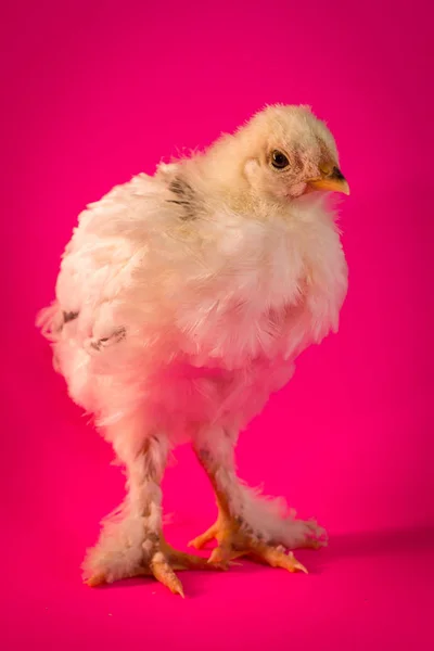 Jovem Adolescente Luz Brahma Frango Fazenda Galinha Retrato — Fotografia de Stock