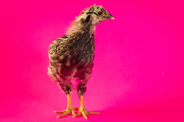 Jeune Adolescent Laqué Argent Wyandotte Poulet Ferme Poule Portrait — Photo