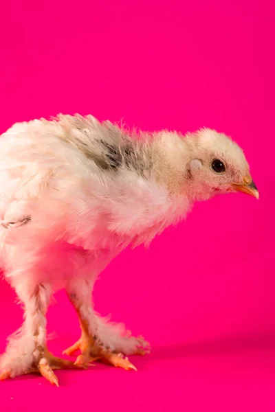 Jovem Adolescente Luz Brahma Frango Fazenda Galinha Retrato — Fotografia de Stock