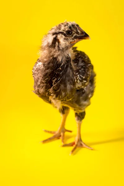 Young Adolescent Silver Laced Wyandotte Chicken Farm Hen Portrait — Stock Photo, Image