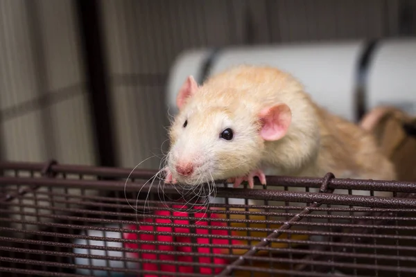 Fantasía Color Cervatillo Dumbo Oído Mascota Rata Borde Jaula Abierta —  Fotos de Stock