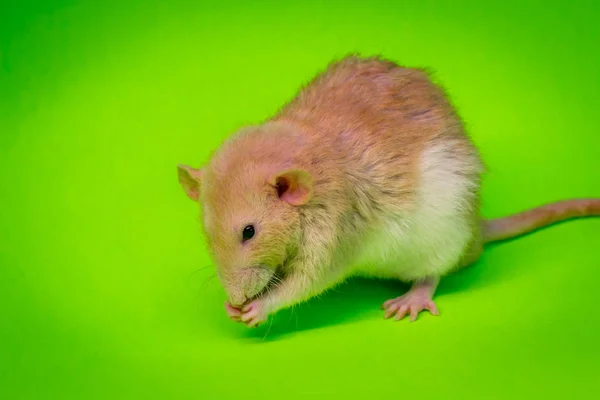 Fantaisie Couleur Faon Rat Animal Compagnie Manger Sur Fond Vert — Photo