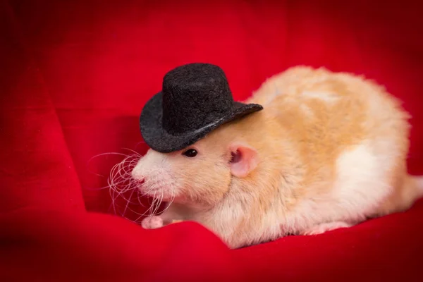 Fantaisie Fawn Couleur Dumbo Oreilles Rat Animal Compagnie Portant Chapeau — Photo