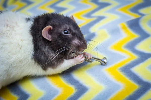 Fantaisie Agouti Couleur Capuchon Rat Animal Compagnie Jouer Trompette — Photo