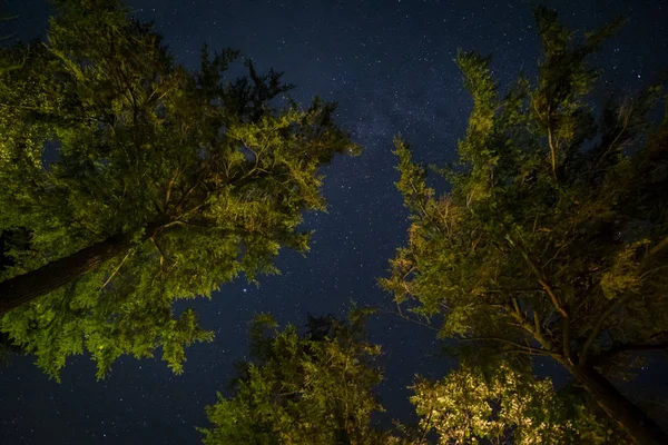 Stálezelené Větve Stromů Mléčnou Dráhu Noc Starscape — Stock fotografie