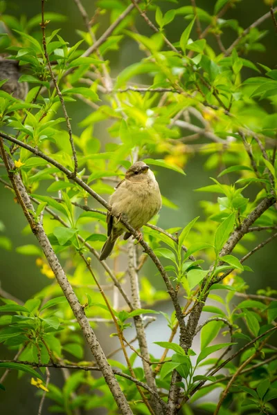 Female House Sparrow Resting Forsythia Bush Branch — Stock Photo, Image