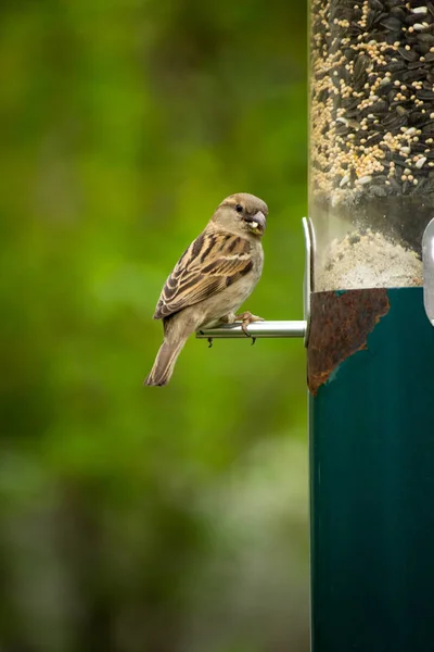 Moineau Domestique Femelle Mangeant Mangeoire Oiseau Suspendu — Photo