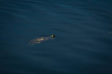 Doğal göl ortamında Doğu boyalı kaplumbağa Yüzme