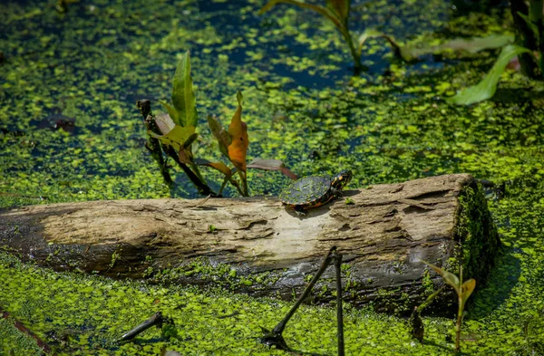 Tortuga Pintada Del Este Descansando Sol Tronco Viejo —  Fotos de Stock