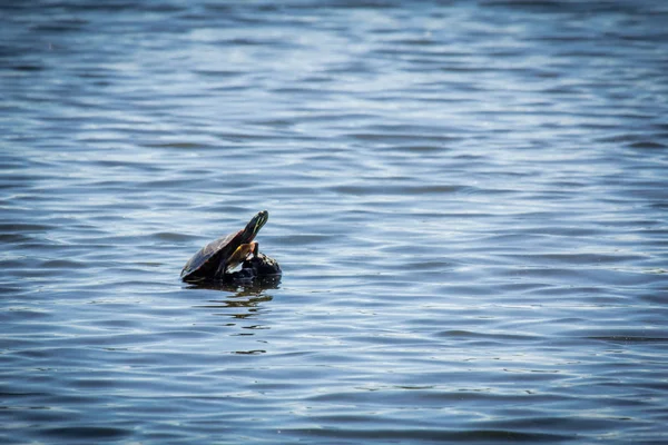 Tortue Peinte Est Reposant Sur Roche Dans Lac Ensoleillé — Photo