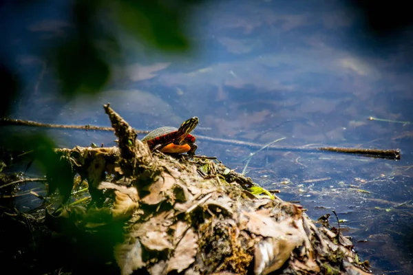 东方彩绘龟栖息在自然湖泊环境中 — 图库照片