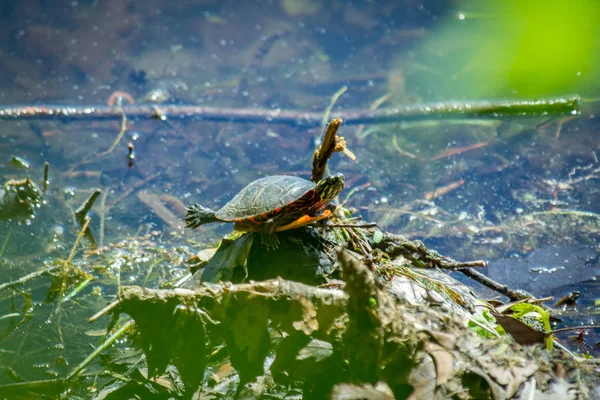 Eastern Painted Turtle Resting Natural Lake Environment — Stock Photo, Image