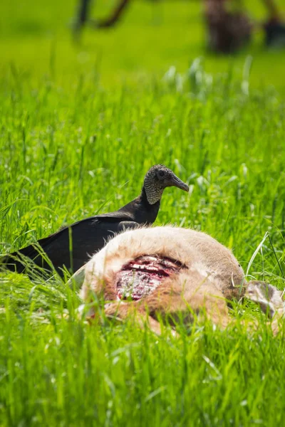 クロコンドル夏草で死んだ鹿の死体のごちそうを食べる — ストック写真