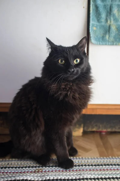 Sällskapsdjur Maine Coon Katt Poserar Och Lägga Mattan — Stockfoto
