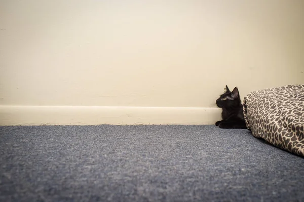 Sällskapsdjur Maine Coon Katt Poserar Och Lägga Mattan — Stockfoto
