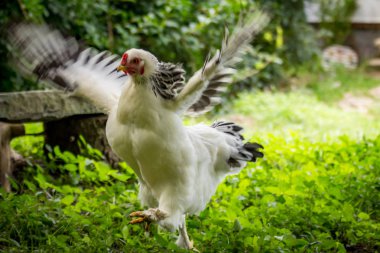 Kanat çırparak büyük yetişkin ışık Brahma tavuk çiftliği tavuk