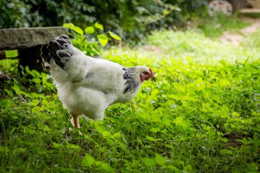 Büyük, açık renkli Brahma tavuk çiftliği tavuk portresi.