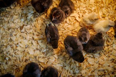 Yeni doğmuş yavru ördek ve kümeste tavuk yavruları 