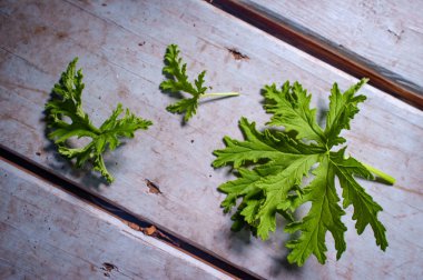 Ev yapımı sivrisinek kovucu yapmak için bir sitronella bitkisi yaprakları