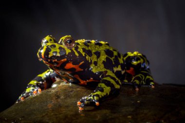 Colorful orange and green oriental fire belly toad in closeup macro clipart