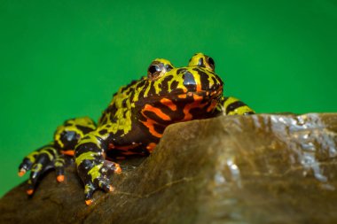 Colorful orange and green oriental fire belly toad in closeup macro clipart