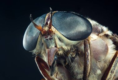 Böcekbilimi makrosu detaylı olarak büyük mavi at sineği gözleri.