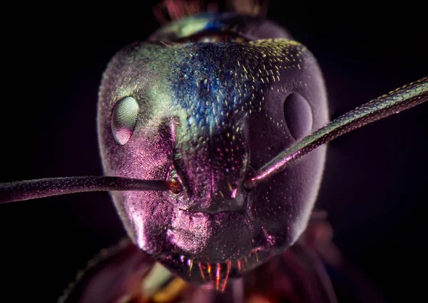 Extrémní Closeup Makro Černé Carpenter Ant Pro Hubení Škůdců — Stock fotografie