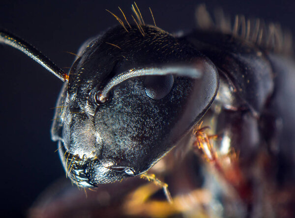 Extreme closeup macro black carpenter ant for pest extermination