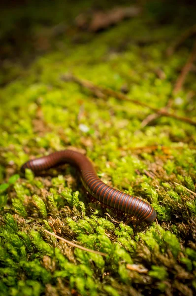 Macro Primer Plano Milpiés Anaranjado Negro Sobre Musgo Verde — Foto de Stock