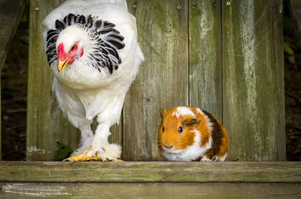 Interspecies Friendship between pet Guinea Pig and Chicken