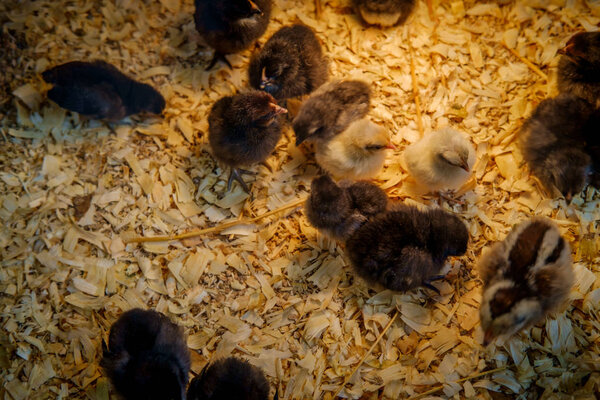 Newborn baby duck and chicken chicks in coop 