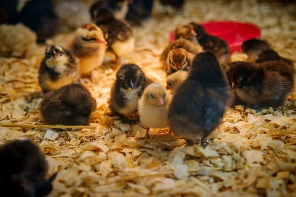 Newborn Baby Duck Chicken Chicks Coop — Stock Photo, Image