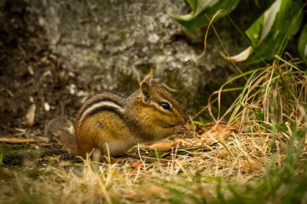 Nordamerikanisches Streifenhörnchen Erkundet Den Hof Frühjahr — Stockfoto