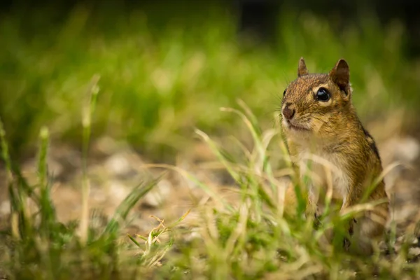 北美的花栗鼠在早春的院子里探险 — 图库照片