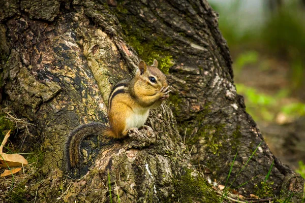 Nordamerikanisches Streifenhörnchen Erkundet Den Hof Frühjahr — Stockfoto