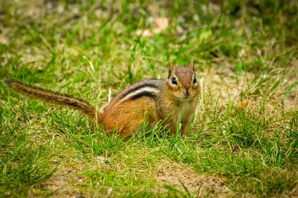 Nordamerikanisches Streifenhörnchen Erkundet Den Hof Frühjahr — Stockfoto