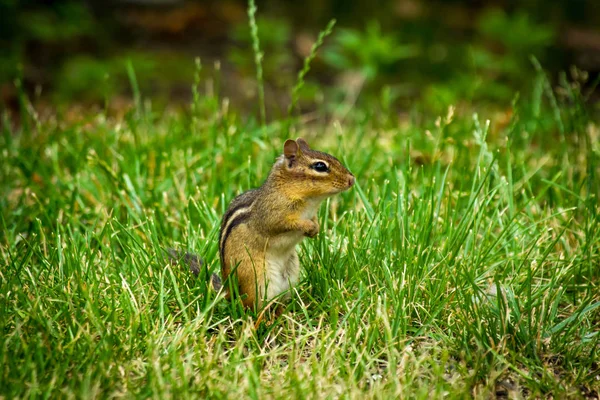 North American Chipmunk Exploring Yard Early Spring — Stock Photo, Image