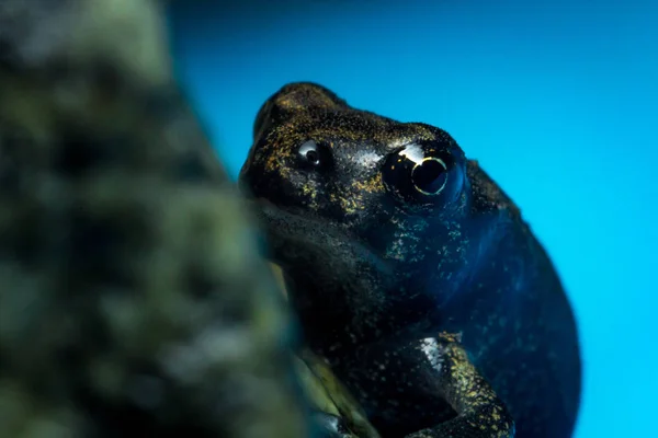 Miniaturní Malé Exotické Noční Žába Detailní Makro — Stock fotografie