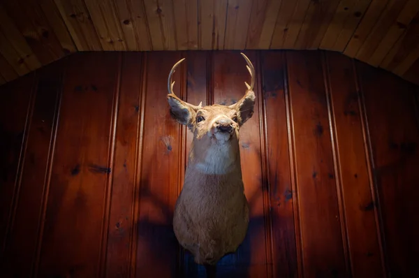 素朴なぬいぐるみ剥製鹿ヘッド壁の装飾 — ストック写真