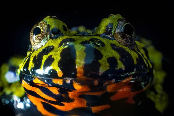 Barevné Oranžové Zelené Orientální Oheň Břicho Ropucha Detailní Makro — Stock fotografie