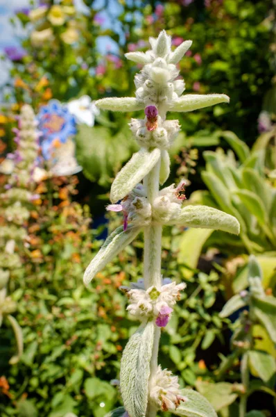 Fuzzy Lamb Ear Flower Plant Bright Summer Day — Stock Photo, Image