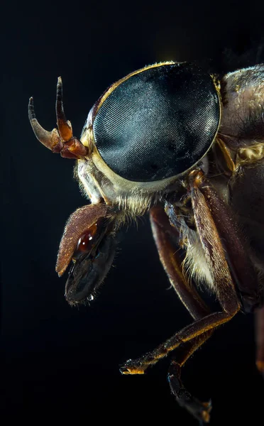 Entomologie Makro Detailní Detailní Detailní Velké Modré Koňské Oči — Stock fotografie