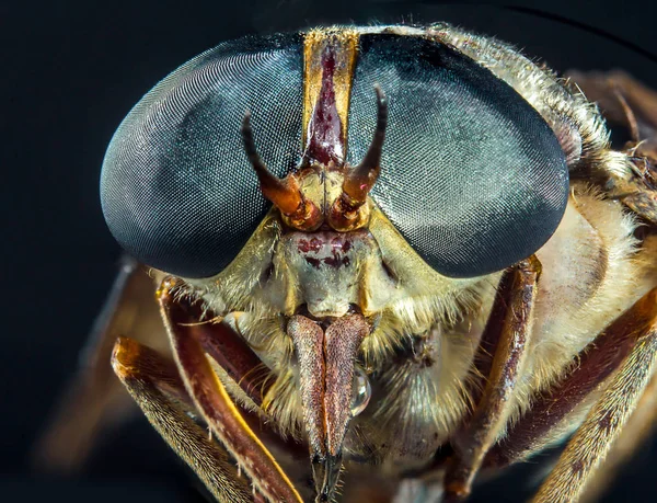 Entomologia Macro Detalhou Closeup Grandes Olhos Mosca Azul — Fotografia de Stock
